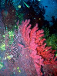 Italian Reef at Capo Poro Dive Point
(Isola d'Elba) - Ca... by Riccardo Colaiori 